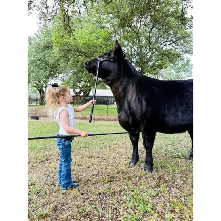 Heads-Up Show Lead - Black - Image 2