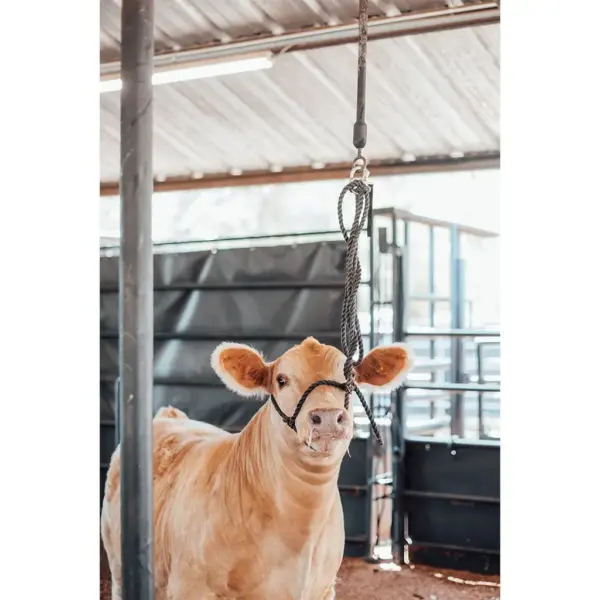 Quick Release Bungee Tie