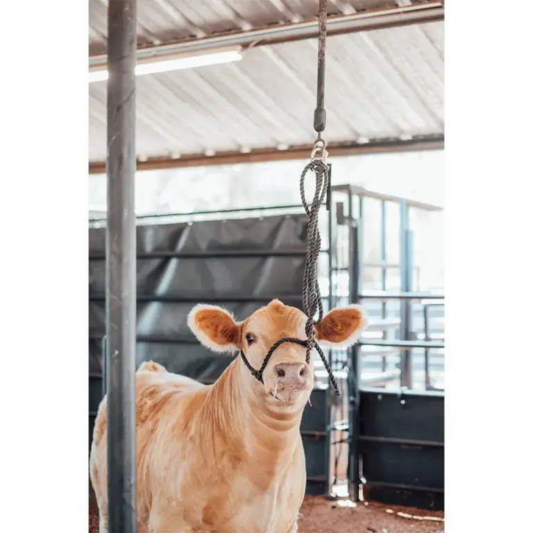 Quick Release Bungee Tie - Image 3