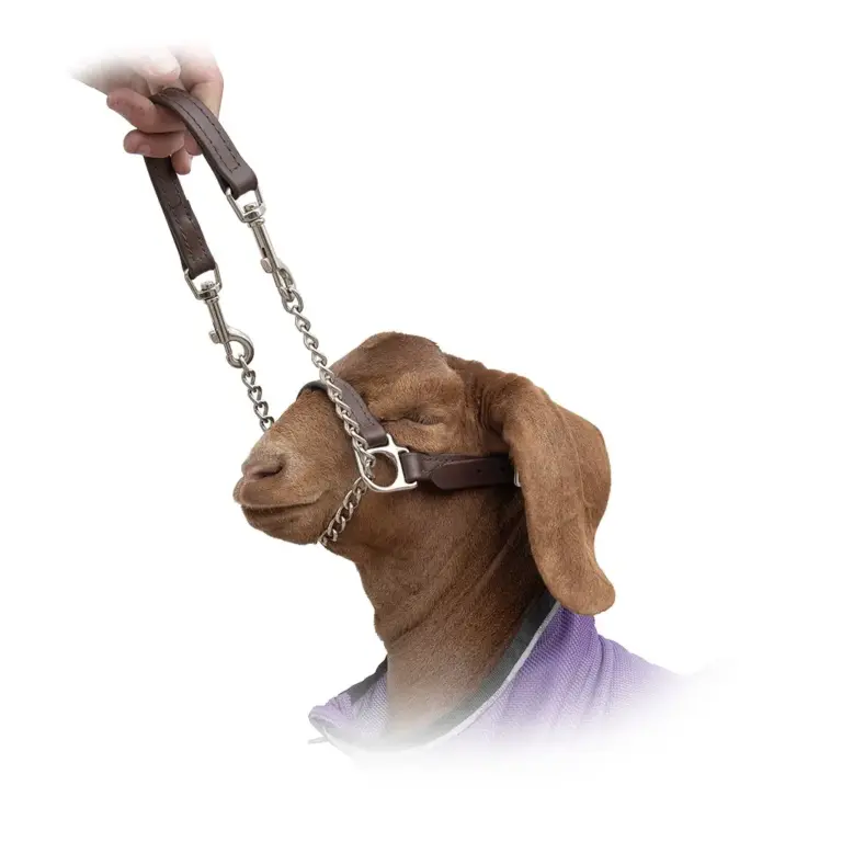 Showman's choice goat halter - image 3