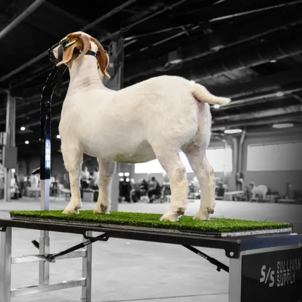 Show flex turf - shearing stand