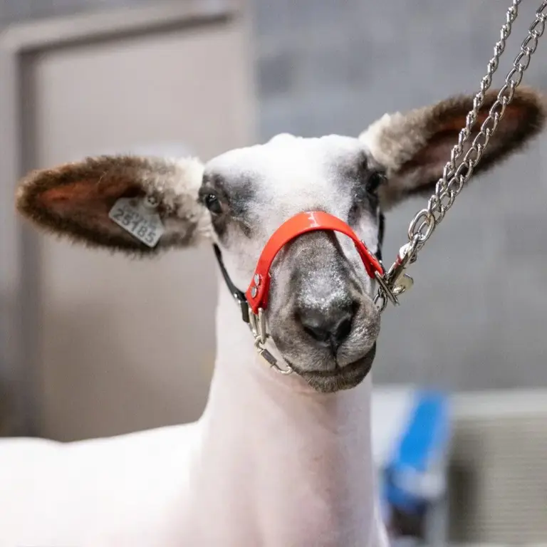 Next Level Chain Halter - Image 2